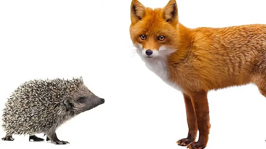 Hedgehog and a Fox