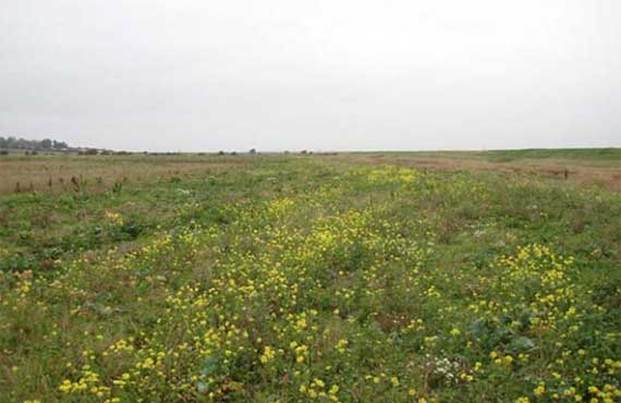 4TH QUARTER 2013 - WEED