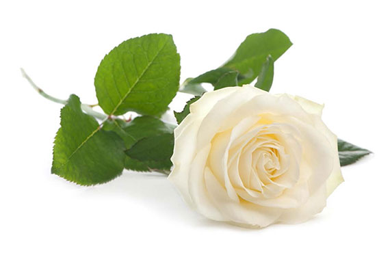 4th Quarter 2019 - Una Rosa Blanca