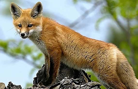 2nd Quarter 2023 - Foxy